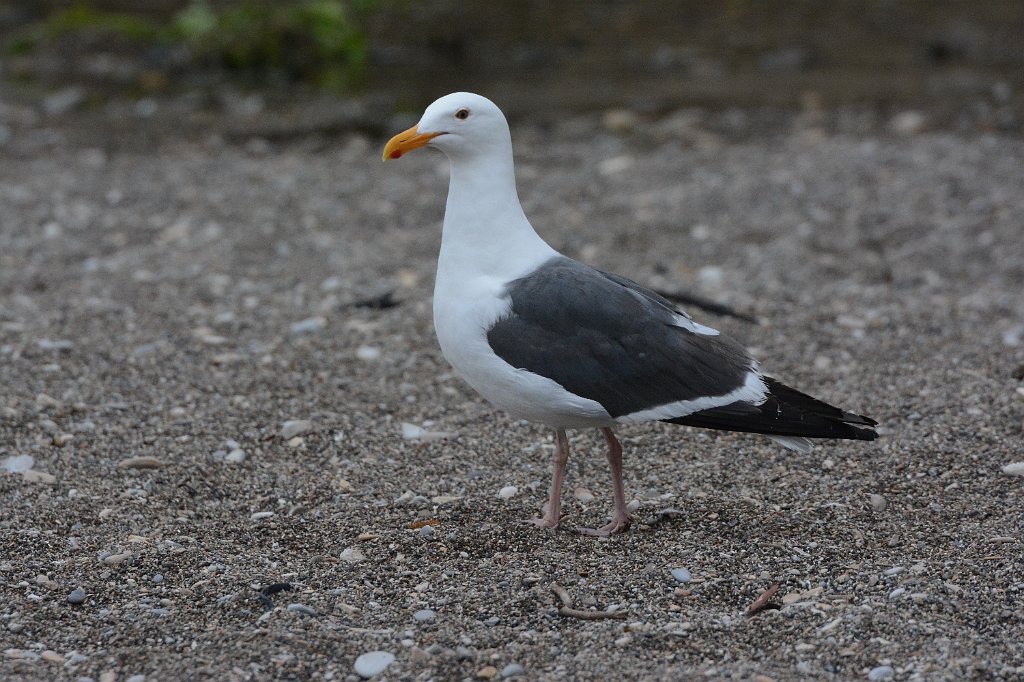 Gull, Western, 2015-06111306 Montana de Oro State Park, CA.JPG - Western Gull. Montana de Oro State Park, CA, 5-12-2015